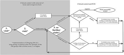 Field Validation of a Non-carcinogenic and Eco-Friendly Disinfectant in a Stand-In Footbath for Treatment of Footrot Associated With aprV2-Positive Strains of Dichelobacter nodosus in Swiss Sheep Flocks